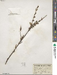 Shepherdia canadensis image