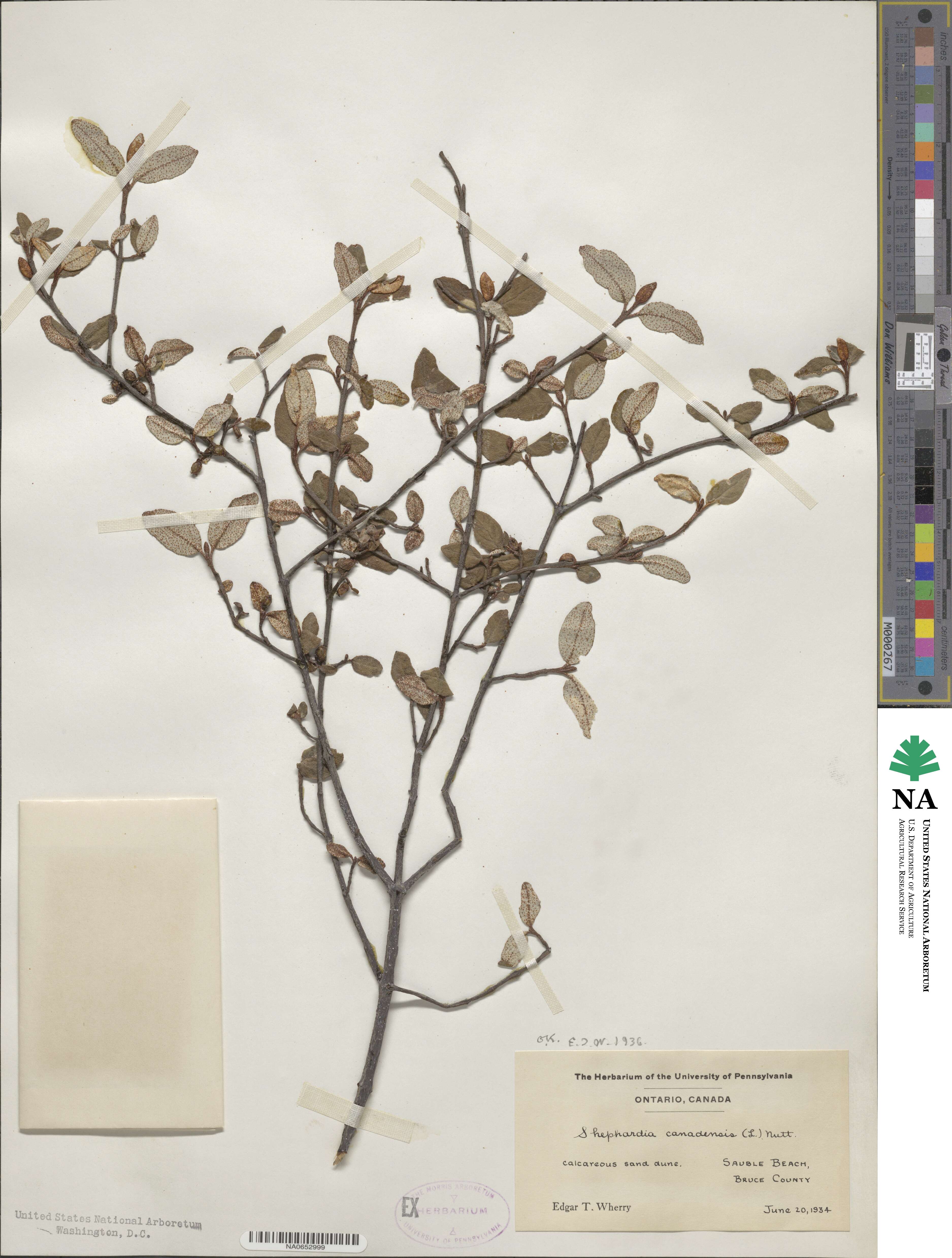 Shepherdia canadensis image