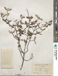 Shepherdia canadensis image