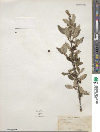 Shepherdia canadensis image