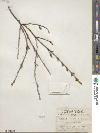 Shepherdia canadensis image