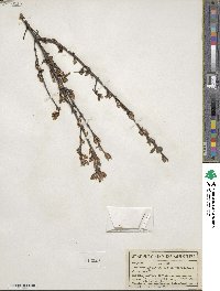 Shepherdia canadensis image