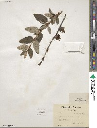 Shepherdia canadensis image