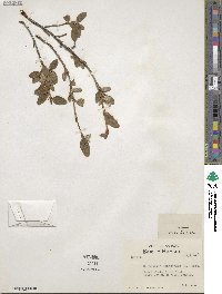 Shepherdia canadensis image