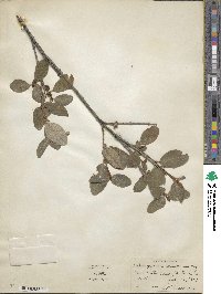 Shepherdia canadensis image