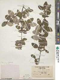 Shepherdia canadensis image