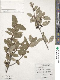 Shepherdia canadensis image