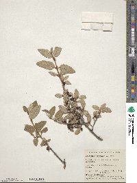 Shepherdia canadensis image