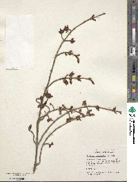 Shepherdia canadensis image