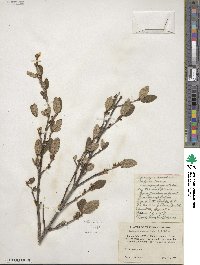 Shepherdia canadensis image