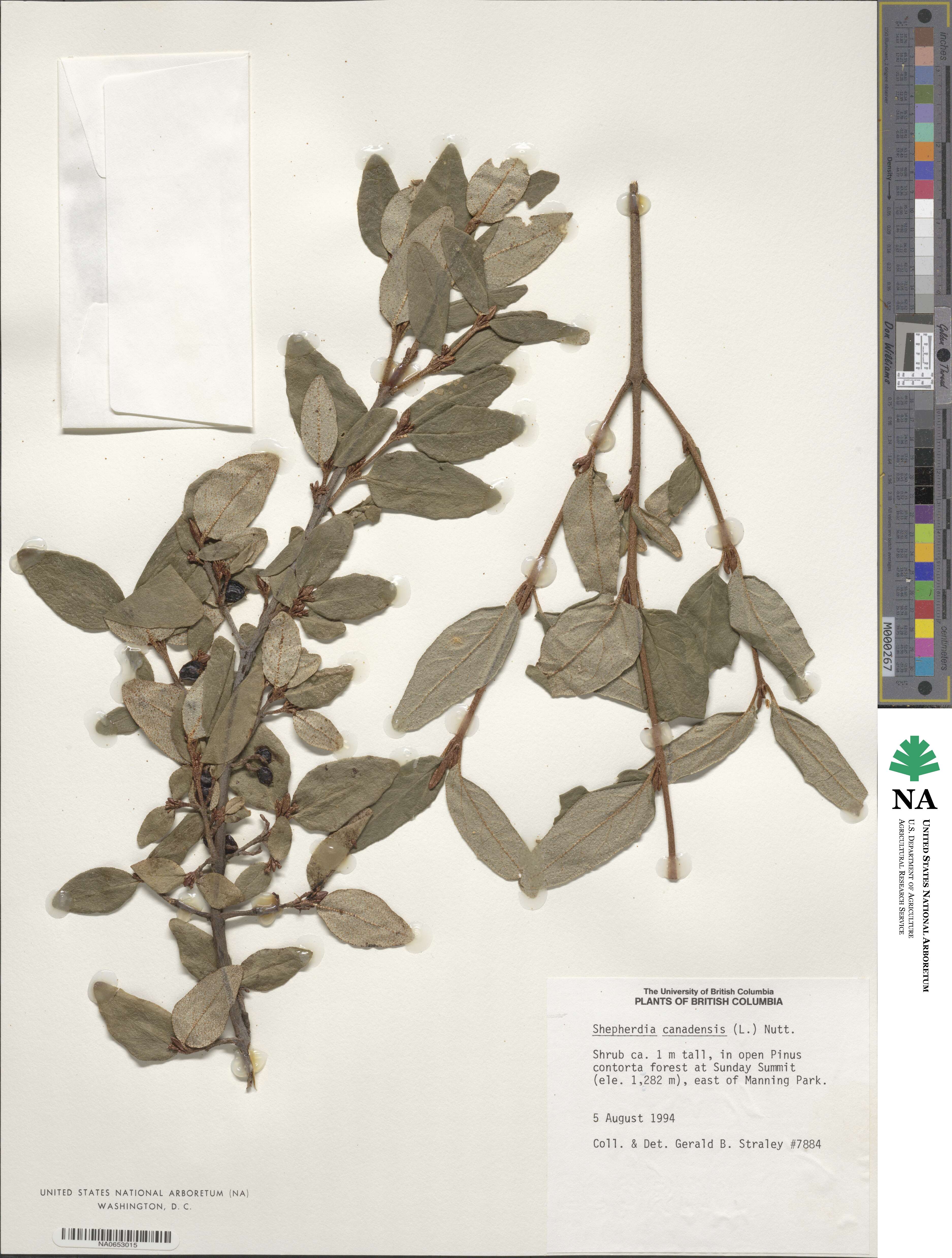 Shepherdia canadensis image