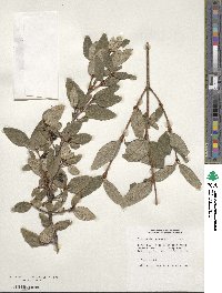 Shepherdia canadensis image