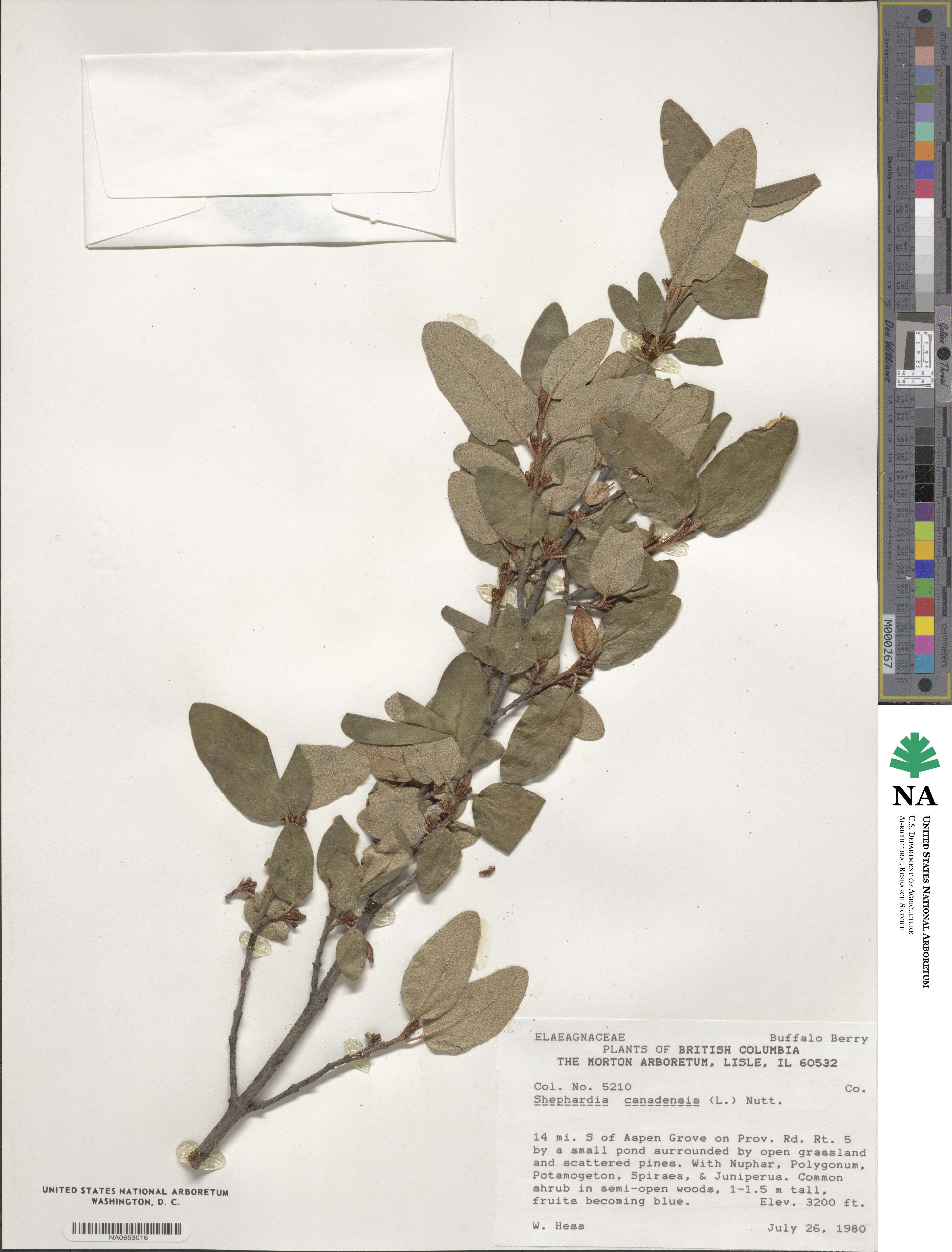 Shepherdia canadensis image