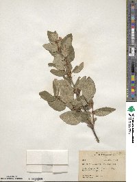 Shepherdia canadensis image