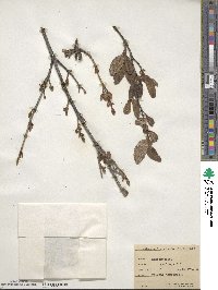 Shepherdia canadensis image