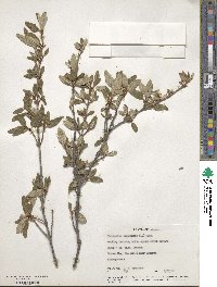 Shepherdia canadensis image