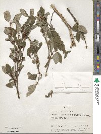 Shepherdia canadensis image