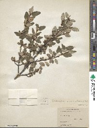 Shepherdia canadensis image