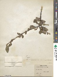 Shepherdia canadensis image