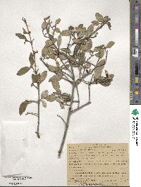 Shepherdia canadensis image