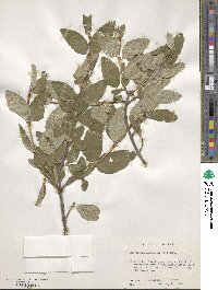 Shepherdia canadensis image