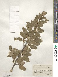 Shepherdia canadensis image