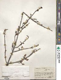 Shepherdia canadensis image