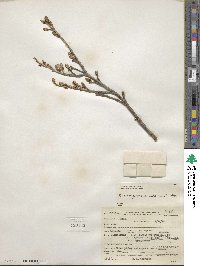 Shepherdia canadensis image