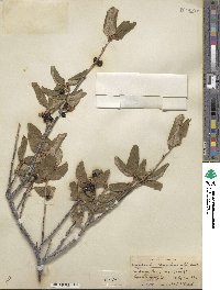 Shepherdia canadensis image