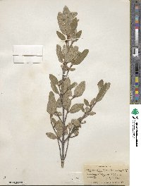 Shepherdia canadensis image