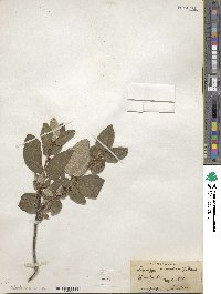 Shepherdia canadensis image