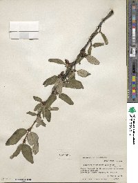 Shepherdia canadensis image