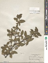 Shepherdia canadensis image