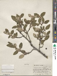 Shepherdia canadensis image