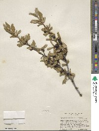 Shepherdia canadensis image