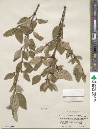 Shepherdia canadensis image