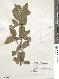 Shepherdia canadensis image