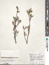 Shepherdia canadensis image