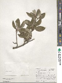 Shepherdia canadensis image