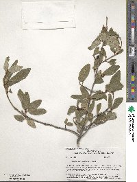 Shepherdia canadensis image