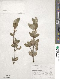 Shepherdia canadensis image