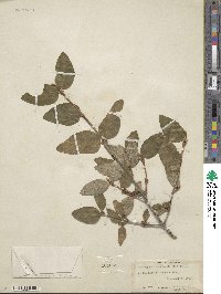 Shepherdia canadensis image