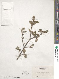 Shepherdia canadensis image