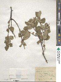 Shepherdia canadensis image