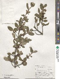 Shepherdia canadensis image