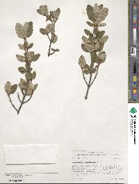 Shepherdia canadensis image