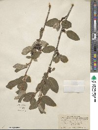 Shepherdia canadensis image