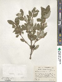 Shepherdia canadensis image