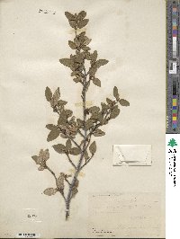 Shepherdia canadensis image