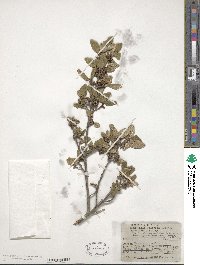 Shepherdia canadensis image